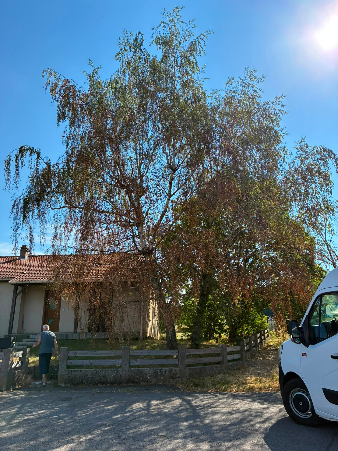 Grand bouleau avant abattage devant une maison