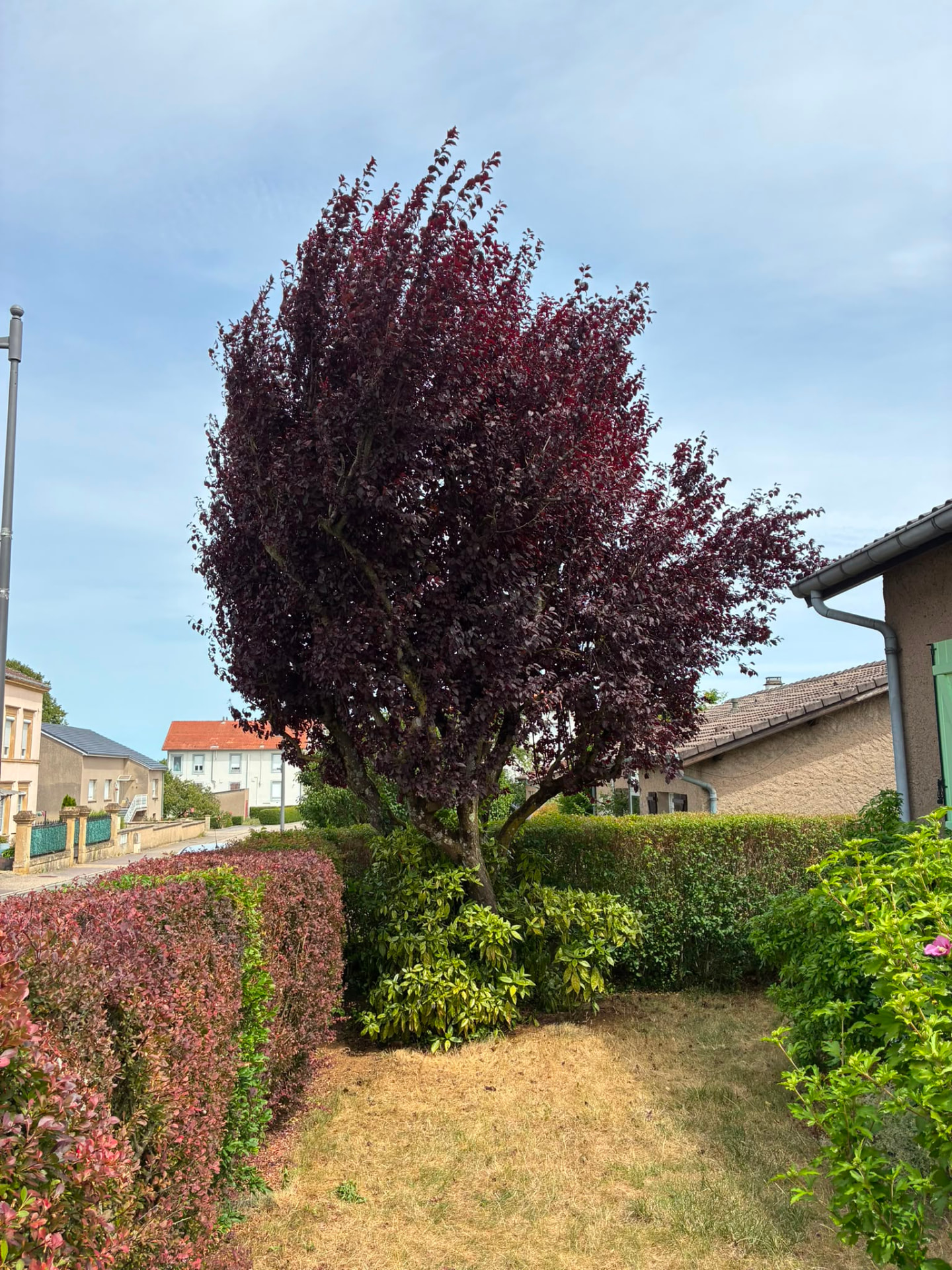 Taille d'un prunus pourpre à l'échelle dans un jardin
