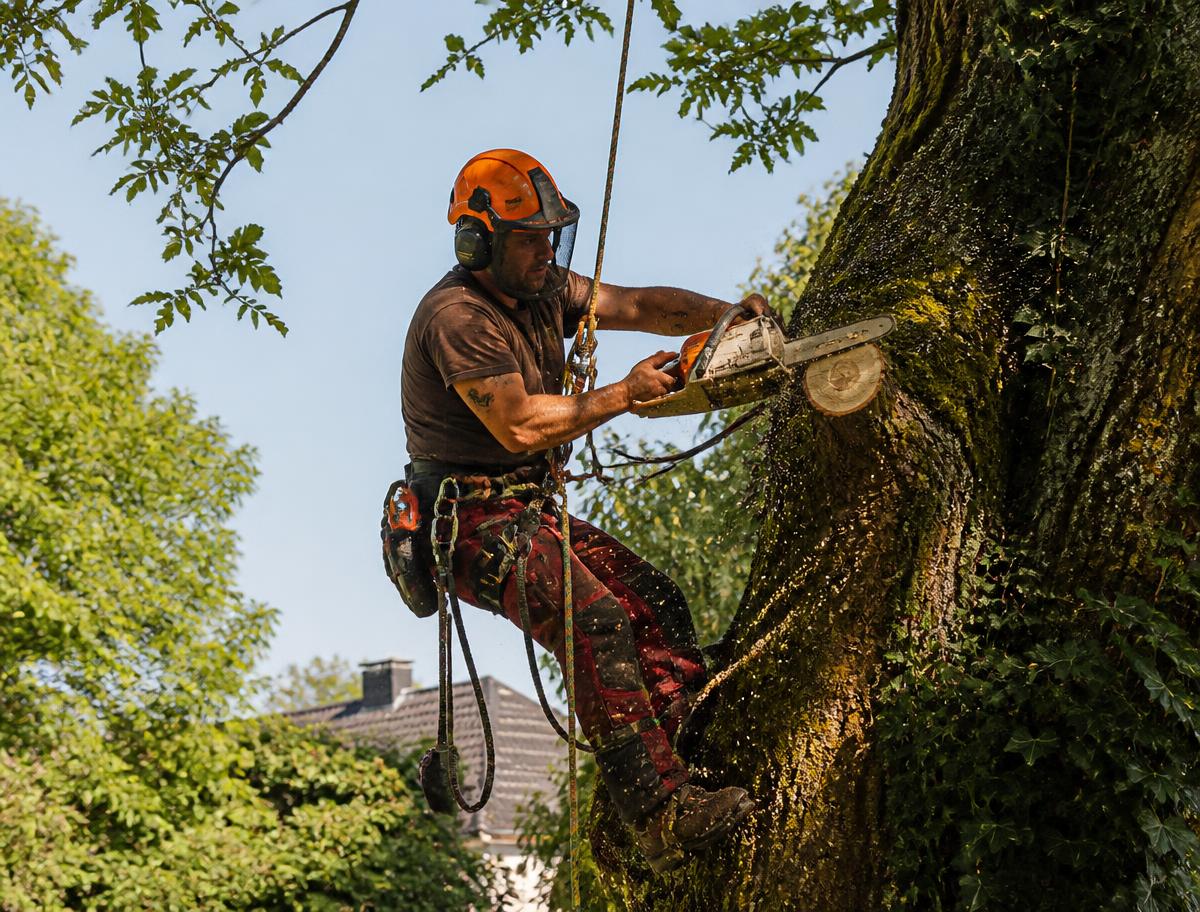 Artisan élagueur taillant un arbre dans un jardin en Moselle